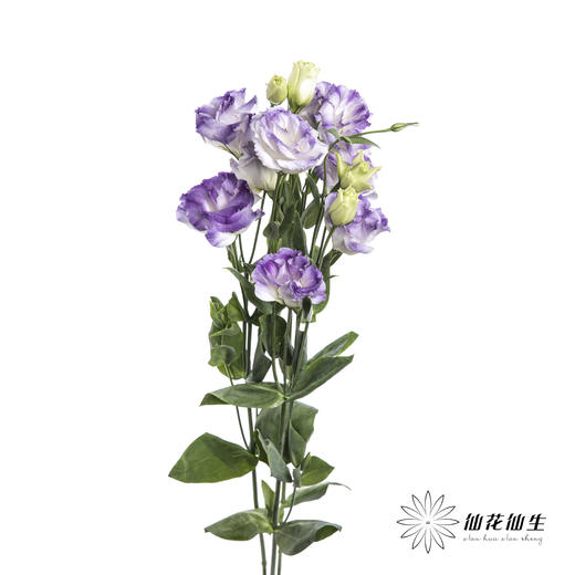 洋桔梗 | 烟灰色 商品图2