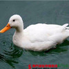【珠三角包邮】白鸭 4-4.5斤/只 （3月26日到货） 商品缩略图0