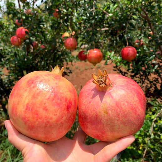 【四川·会理】正宗精品突尼斯红心软籽石榴 超大超甜爆汁石榴 大凉山新鲜石榴 商品图5