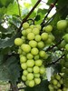 垄畔优品阳光玫瑰葡萄 商品缩略图7
