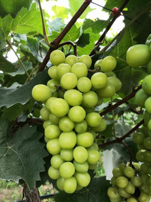 垄畔优品阳光玫瑰葡萄 商品图7