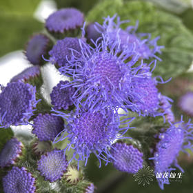 配花 | 藿香蓟紫色