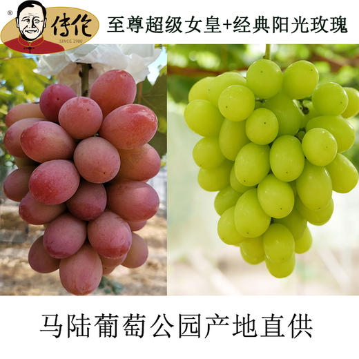 至尊超级女皇+网红阳光玫瑰8斤装—传伦精品葡萄现摘现发 商品图0