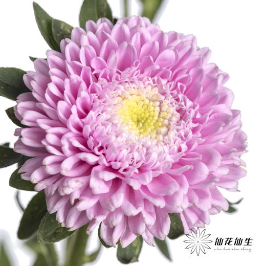 配花 | 翠菊粉色 商品图1