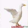 【珠三角包邮】白鸭 4-4.5斤/只 （3月26日到货） 商品缩略图1