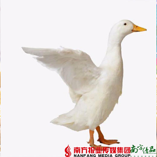 【珠三角包邮】白鸭 4-4.5斤/只 （3月26日到货） 商品图1