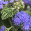 配花 | 藿香蓟紫色 商品缩略图1