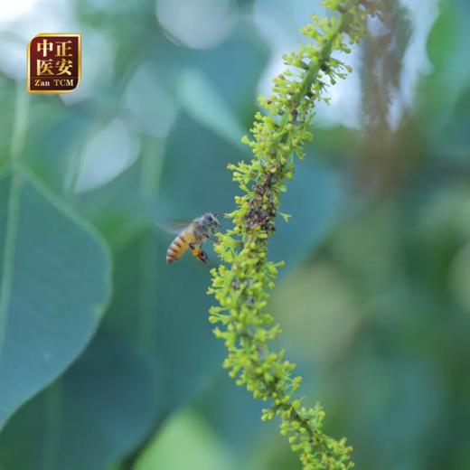 乌桕蜜天然成熟蜜 无添加 优选蜜源 纯净无污染 10g*14袋/盒 商品图4