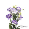 洋桔梗 | 烟灰色 商品缩略图3