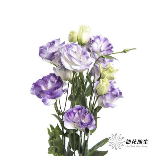 洋桔梗 | 烟灰色 商品图3