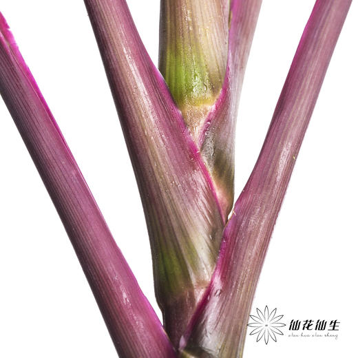 叶材 | 朱蕉红色 商品图5