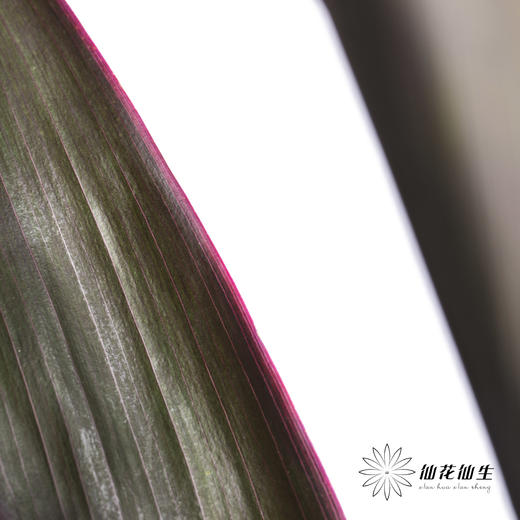 叶材 | 朱蕉红色 商品图4