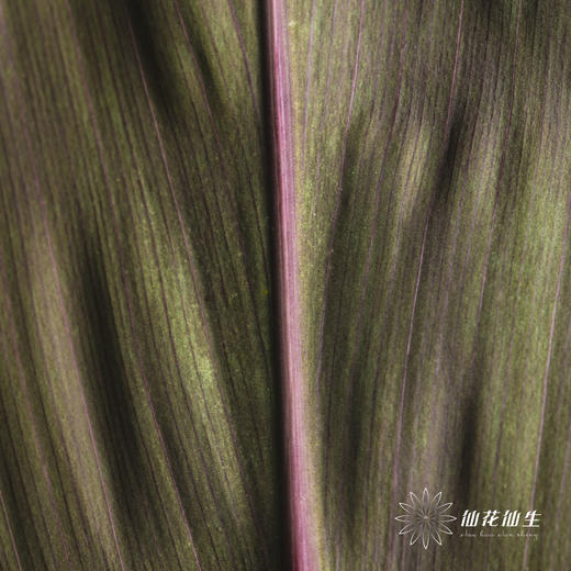 叶材 | 朱蕉红色 商品图1