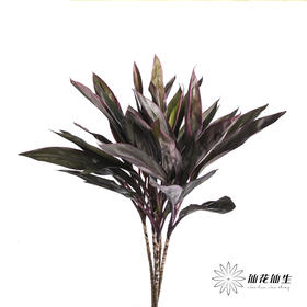 叶材 | 朱蕉红色