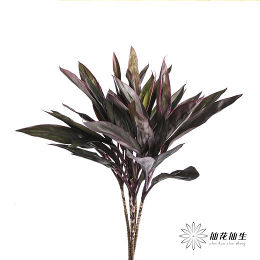 叶材 | 朱蕉红色 商品图0