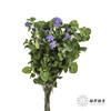 配花 | 藿香蓟紫色 商品缩略图5