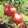 【四川·会理】正宗精品突尼斯红心软籽石榴 超大超甜爆汁石榴 大凉山新鲜石榴 商品缩略图4