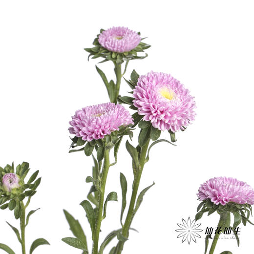 配花 | 翠菊粉色 商品图0