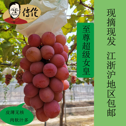 至尊超级女皇5斤装—传伦精品葡萄现摘现发江浙沪地区包邮 商品图0