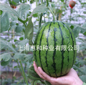 [专业种子] "早春红玉"西瓜种子