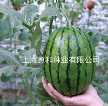 [专业种子] "早春红玉"西瓜种子 商品图0