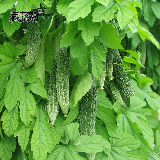 [庭院种子] 墨玉苦瓜种子 "爱乐" 商品图1