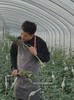 【黑凤梨】观赏性凤梨 寓意钟意你花期较长 可做干花 商品缩略图3