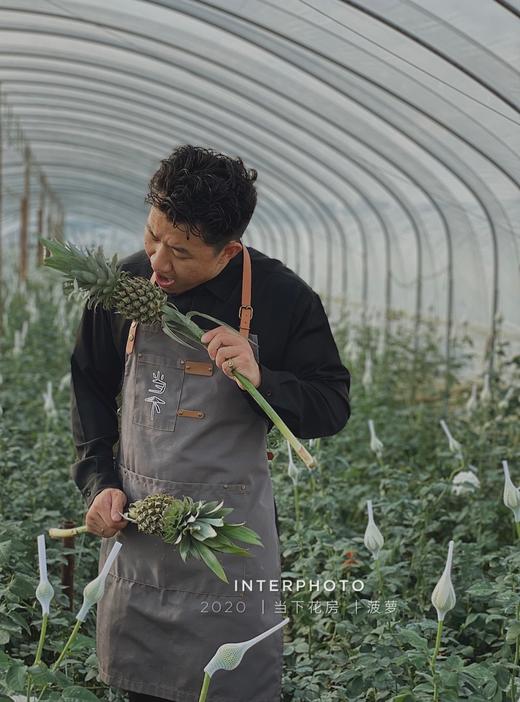 【黑凤梨】观赏性凤梨 寓意钟意你花期较长 可做干花 商品图3