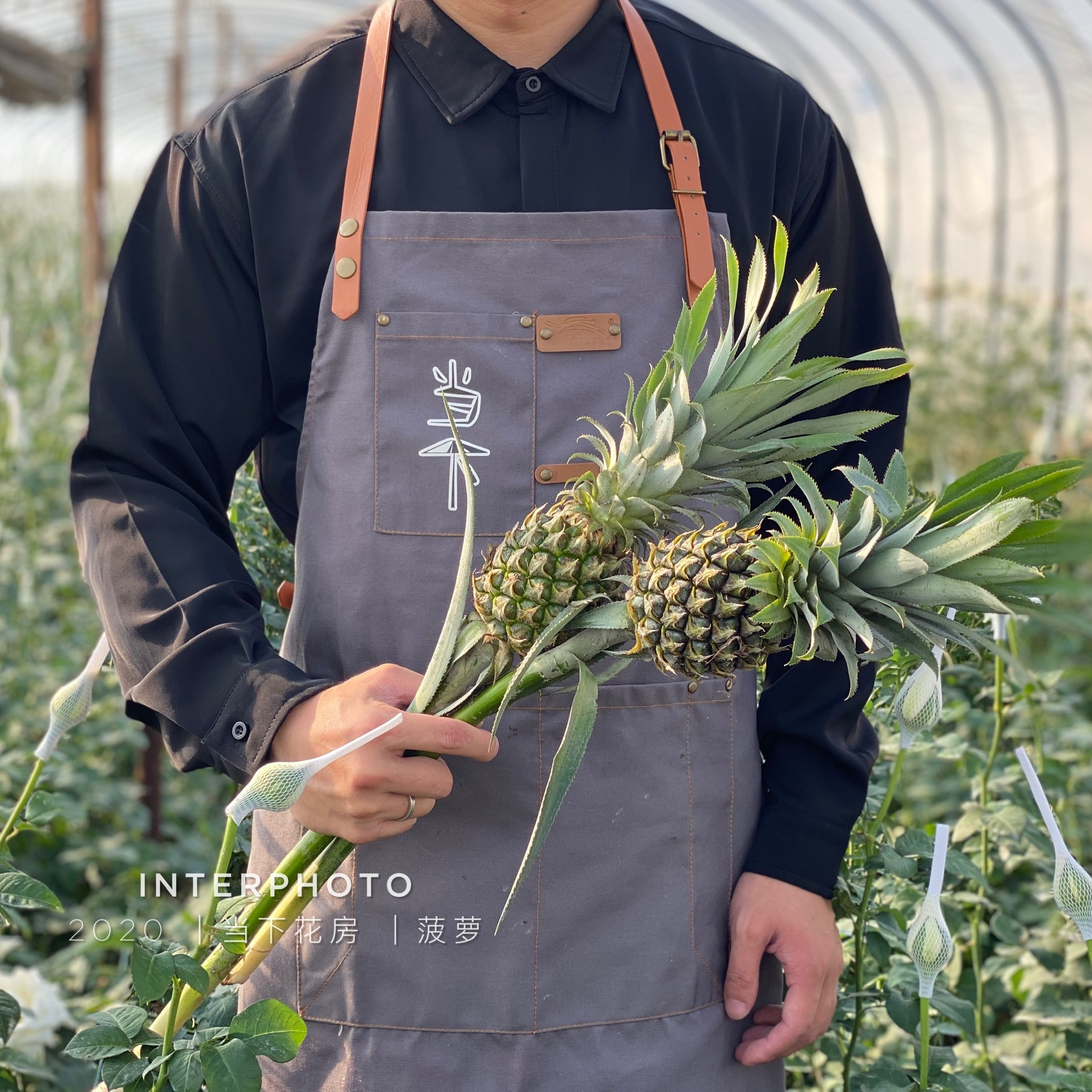 【黑凤梨】观赏性凤梨 寓意钟意你花期较长 可做干花