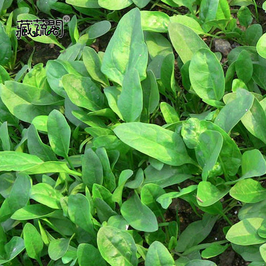 [庭院种子] 菠菜种子 "绿菠75" 商品图1