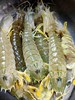 虾菇王，1斤3一4条 商品缩略图1