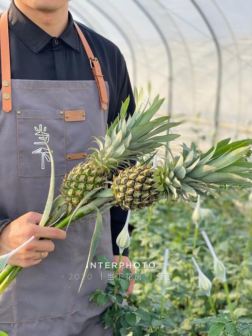 【黑凤梨】观赏性凤梨 寓意钟意你花期较长 可做干花 商品图1
