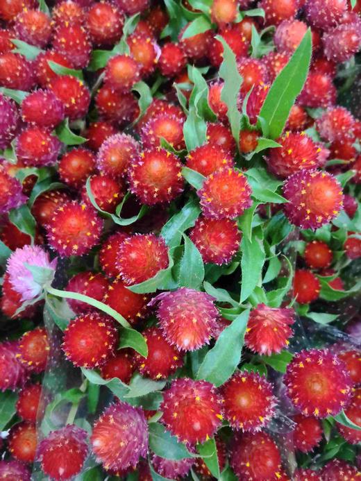 干花-永生千日红-红色 商品图0