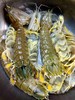 虾菇王，1斤3一4条 商品缩略图0