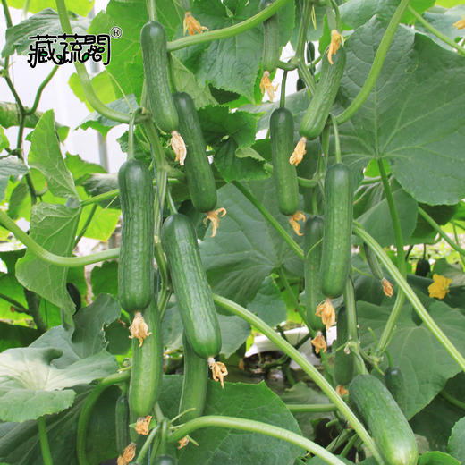[庭院种子] 荷兰小黄瓜 "申绿03"黄瓜种子 商品图1