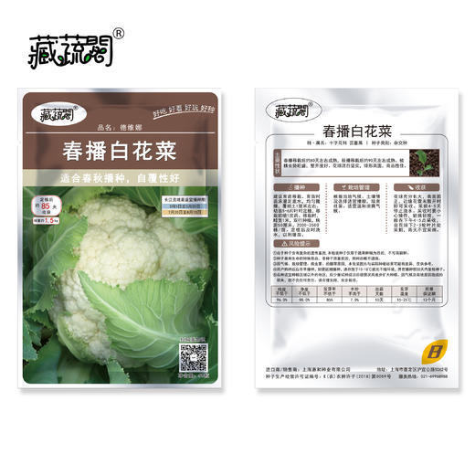 [庭院种子] 春播白花菜 "德维娜" 商品图1