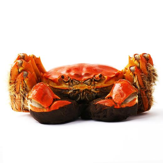 【2025中秋“蟹”礼】湘城阳澄湖大闸蟹 政府认证 自有基地 专注38年 蟹卡礼盒5个套餐任选 商品图4