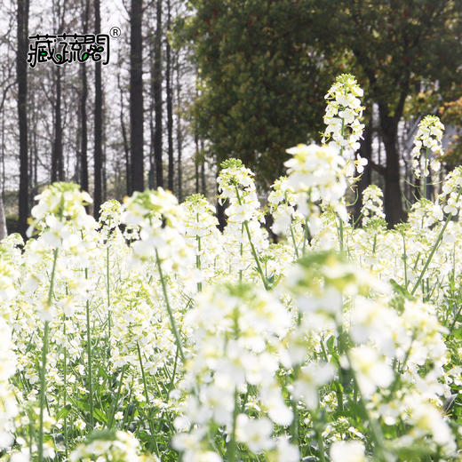 [庭院种子] 白花油菜种子 "白花油菜" 商品图1