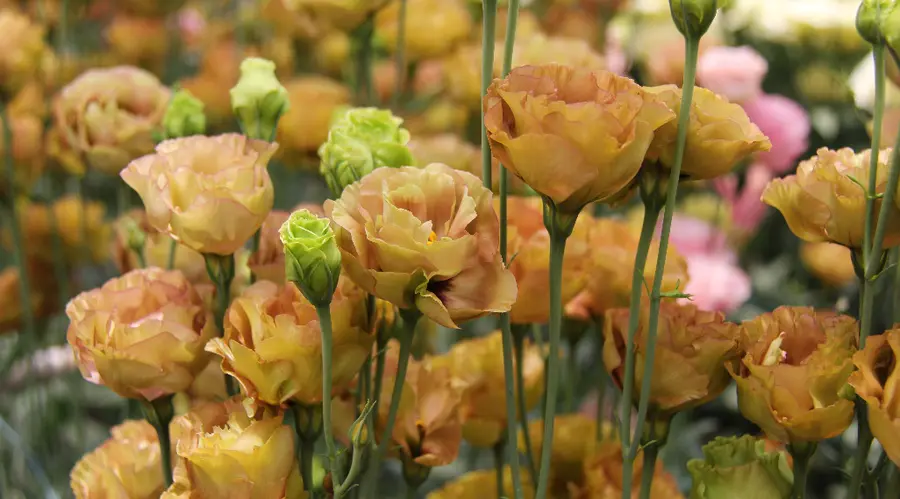 茶色玲珑1 流年