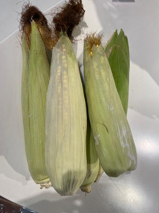 德乡仪品仪陇县特产农家土玉米2元棒