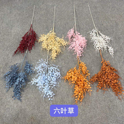 六叶草【运费自理】 商品图0