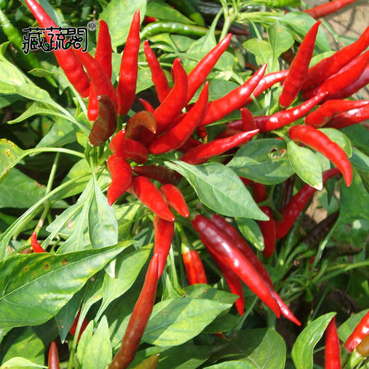 [庭院种子] 朝天椒种子 "天祺" 商品图1