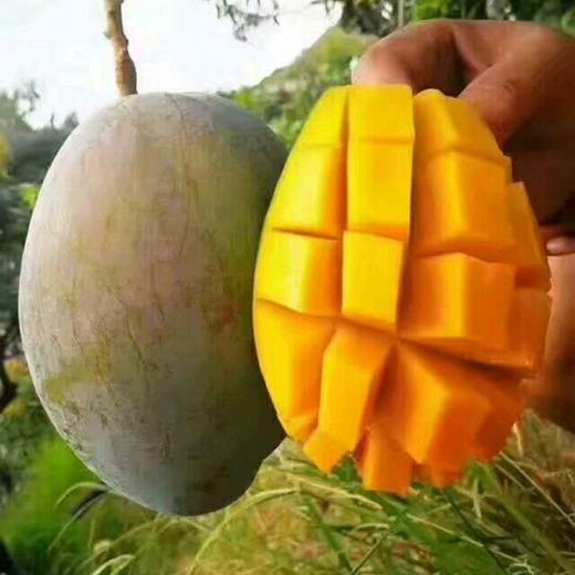 攀枝花凯特芒果单果400克以上 净重5斤/9斤 全国包邮 商品图4