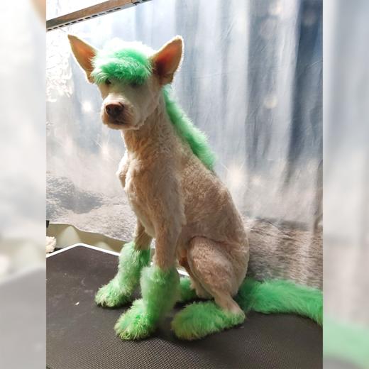 半持久宠物染色剂-绿色Kelly Green OPAWZ小爪印 商品图7