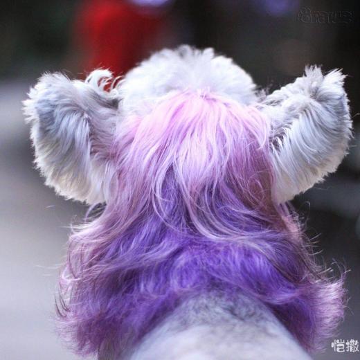 半持久染色剂紫色dahliapurple