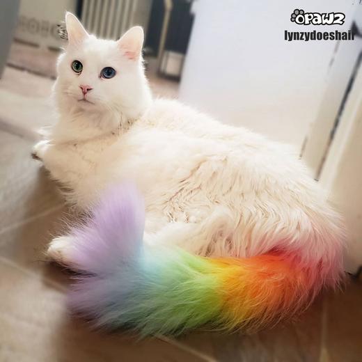 半持久宠物染色剂套装+稀释膏 OPAWZ小爪印 商品图14