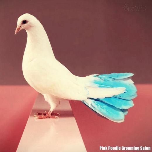 半持久宠物染色剂-蓝色Hawaii Blue OPAWZ小爪印 商品图9