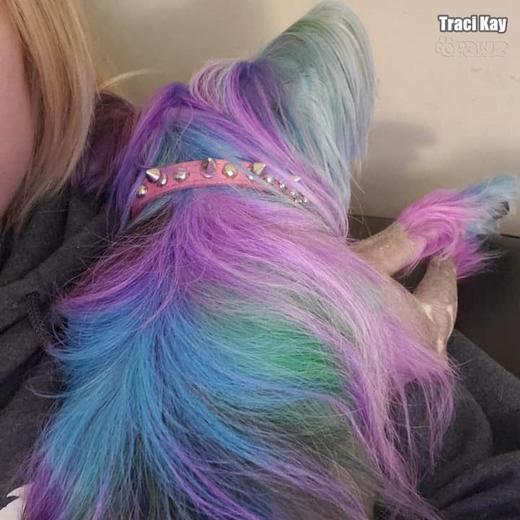 半持久宠物染色剂-紫色Dahlia Purple OPAWZ小爪印 商品图8