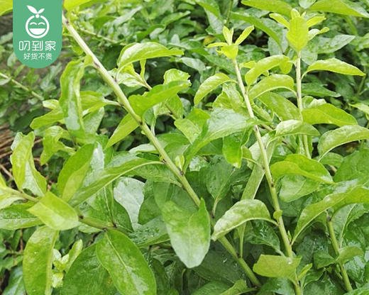春菜-漳州新鲜枸杞叶（100g±20g/份） 商品图3