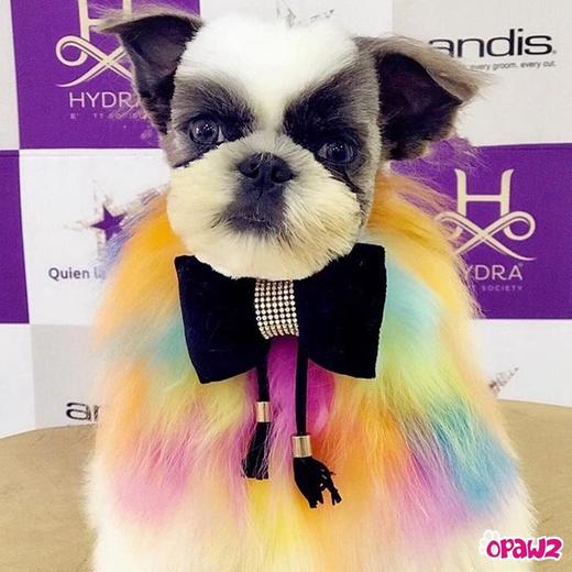 半持久宠物染色剂-黄色Flash Yellow OPAWZ小爪印 商品图10